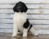 AKC Registered Standerd Poodle For Sale Millersburg OH Female-Missy