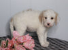 F1B Labradoodle For Sale Millersburg, OH Female- Bonnie