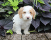 F1BB Mini Labradoodle For Sale Millersburg OH Male-Elliot