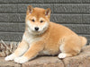 AKC Registered Shiba Inu For Sale Millersburg OH Male-Rex