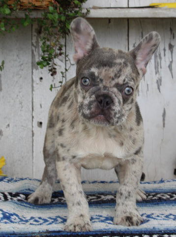 AKC Registered French Bulldog For Sale Millersburg OH Female-Loretta