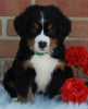 AKC Registered Bernese Mountain Dog For Sale Sugarcreek OH Male-Theo