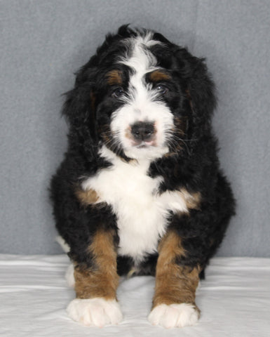 Bernedoodle For Sale Sugarcreek OH Male-Sammy
