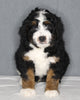 Bernedoodle For Sale Sugarcreek OH Male-Sammy