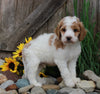 Medium F1BB Goldendoodle For Sale Millersburg OH Male-Don