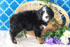 Bernedoodle For Sale Sugarcreek, OH Female- Gracie