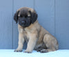 English Mastiff For Sale Fredericksburg, OH Male- Buster