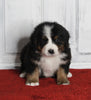 AKC Registered Bernese Mountain Dog For Sale Millersburg OH Male-Moose