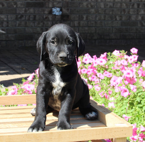 Dalmatian English Cream Goldens For Sale Holmesville OH Male-Finn