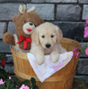 AKC Registered Golden Retriever For Sale Brinkhaven OH Female-Luna