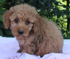 Mini Goldendoodle For Sale Millersburg OH Female-Petunia
