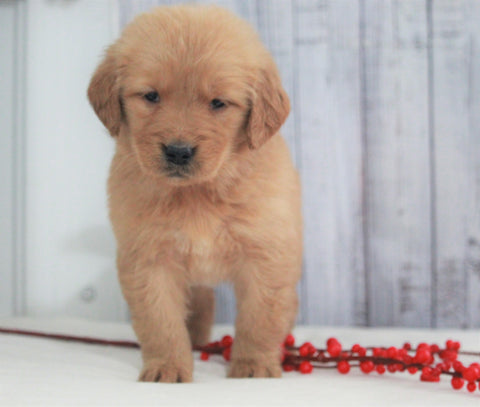 AKC Registered Golden Retriever For Sale Millersburg, OH Female- Addison