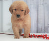 AKC Registered Golden Retriever For Sale Millersburg, OH Female- Addison
