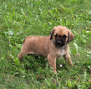 Puggle For Sale Sugarcreek OH Male-Bandit