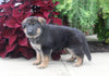 AKC Registered German Shepard For Sale Millersburg OH Male-Noah