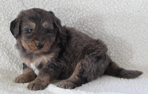 Bernedoodle For Sale Dundee OH Male-Ricky