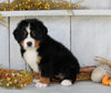 AKC Registered Bernese Moountain Dog For Sale Millersburg OH Female-Bonnie