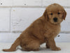 AKC Registered Golden Retriever For Sale Millersburg OH Male-Maverick