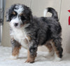 Mini Bernedoodle For Sale Millersburg OH Female-Loretta