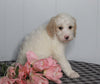 F1B Labradoodle For Sale Millersburg, OH Female- Bonnie