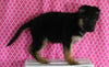 AKC Registered German Shepherd For Sale Millersburg OH Female-Molly
