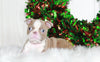 AKC Registered Boston Terrier For Sale Wooster, OH Male- Max