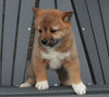 AKC Registered Shiba Inu For Sale Millersburg, OH Female- Debbie