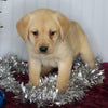 Labrador Retriever Mix For Sale Fredericksburg OH Female-Cleo