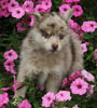 Pomsky For Sale Holmesville OH Male-Link