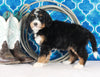 Bernedoodle For Sale Sugarcreek OH Female-Chloe
