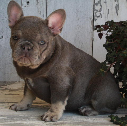 AKC Registered French Bulldog For Sale Millersburg OH -Female Suetta