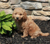Mini Goldendoodle For Sale Sugarcreek OH Female-Eden