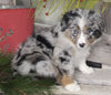 Australian Shepherd For Sale Shreve OH Female-Bluemoon Sundae