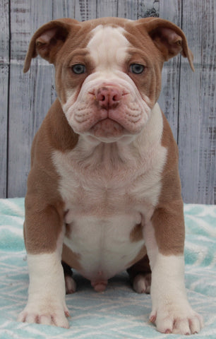 OIEBA Registered Olde English Bulldog For Sale Adamsville, OH Male- Beau