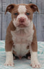 OIEBA Registered Olde English Bulldog For Sale Adamsville, OH Male- Beau