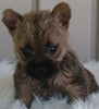AKC Registered Cairn Terrier For Sale Millersburg OH -Male Weston