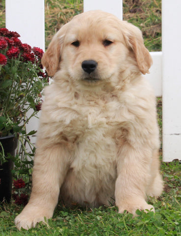 AKC Registered Golden Retriever For Sale Fredericksburg OH Male-Bear