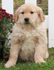 AKC Registered Golden Retriever For Sale Fredericksburg OH Male-Bear