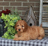 Medium F1BB Goldendoodle For Sale Millersburg OH Female-Dawn