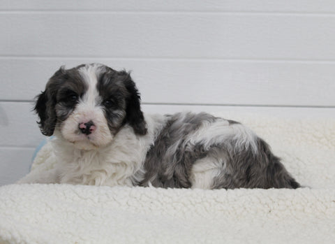 Cavapoo For Sale Fresno OH Male-Mason