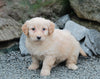 Mini Goldendoodle For Sale Millersburg, OH Female- Misty