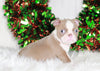 AKC Registered Boston Terrier For Sale Wooster, OH Male- Max