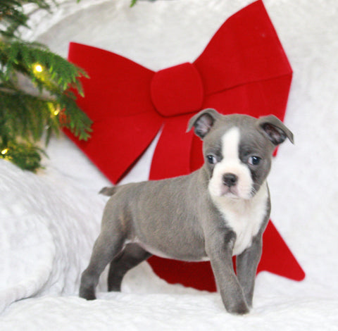AKC Registered Boston Terrier For Sale Warsaw, OH Female- Eta