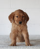 AKC Registered Golden Retriever For Sale Millersburg OH Female-Cookie