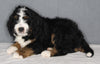 Bernedoodle For Sale Sugarcreek OH Male-Sammy