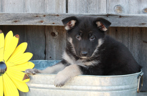 ACA Registered German Shepherd For Sale Millersburg, OH Female- Allie