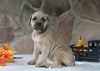AKC Registered Cane Corso For Sale Wooster OH Female-Daphne