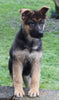 AKC Registered German Shepherd For Sale Millersburg OH Female-Bonnie