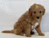 Mini Goldendoodle For Sale Beach City OH Male-Kobe