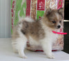 Pomeranian For Sale Fredericksburg OH Female-Destiny